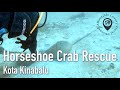 Horseshoe Crab Rescue in Kota Kinabalu