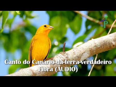 Canto do Canário-da-terra-verdadeiro Fibra (ÁUDIO)