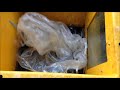 Untha industrial plastic shredder  shredding plastic strapping