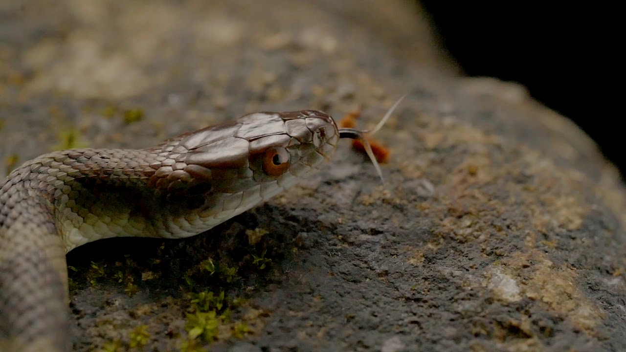 video editing software free Diamond-Backed Water Snake
