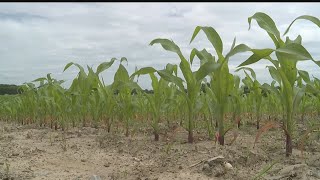 Checking in on area farmers after this weekend's dry weather