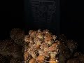 Chestnut mushroom timelapse in the Boomr Bin!