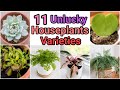 Unlucky house plants with names |  Poisonous House Plants with names | DON&#39;T Buy These House Plants