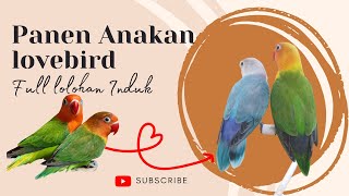 Panen Anakan Lovebird Green Biola Blue X Biola Green Blue Harvest Lovebird Chicks