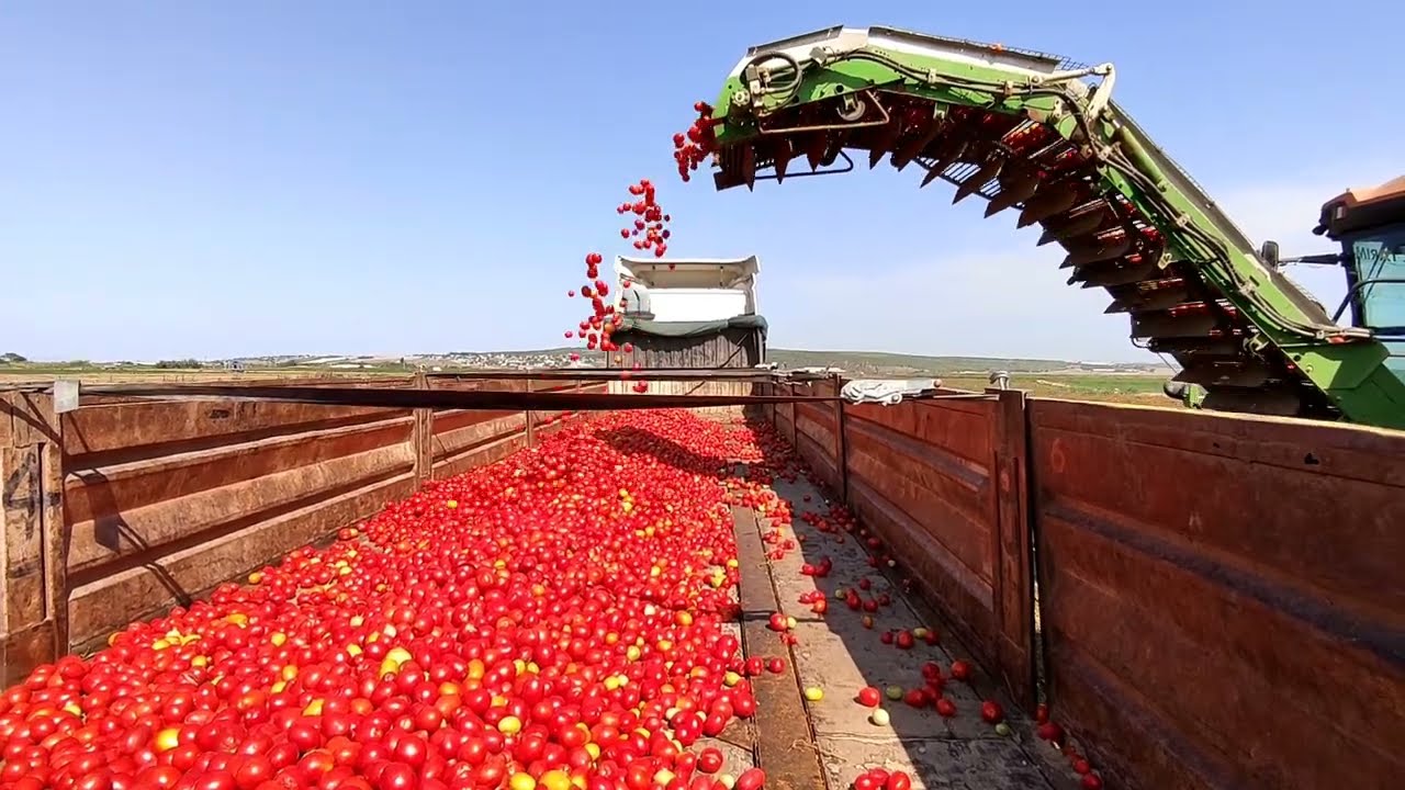 2024 Salçalık Domates Sezonu,  Makina ile Hasat