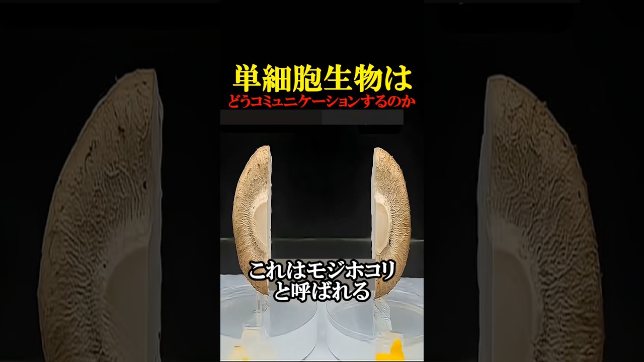 単細胞生物はどうやってコミュニケーションするのか