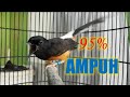 Pasti Langsung Nyaut Gacor Murai Batu Bisu Langsung Berangsur Sembuh Jadi Respon Mp3 - Mp4 Download