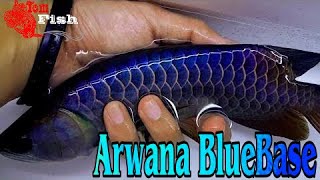 KeIndahan Ikan Arwana Blue Base Malaysia