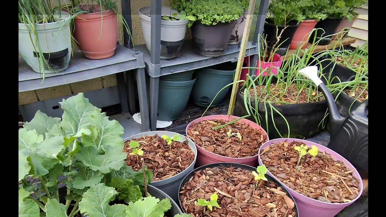 Весенняя посадка и обновление информации о романеско. #Огурец #Кабачок