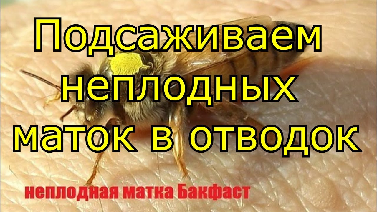 Как подсадить неплодную матку в отводок. Подсадка неплодной матки. плодная и неплодная матка различие. неплодные матки как подсадить. как определить плодную матку от неплодной.