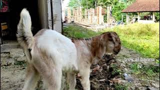anak kambing memanggil induknya #anak kambing #embe