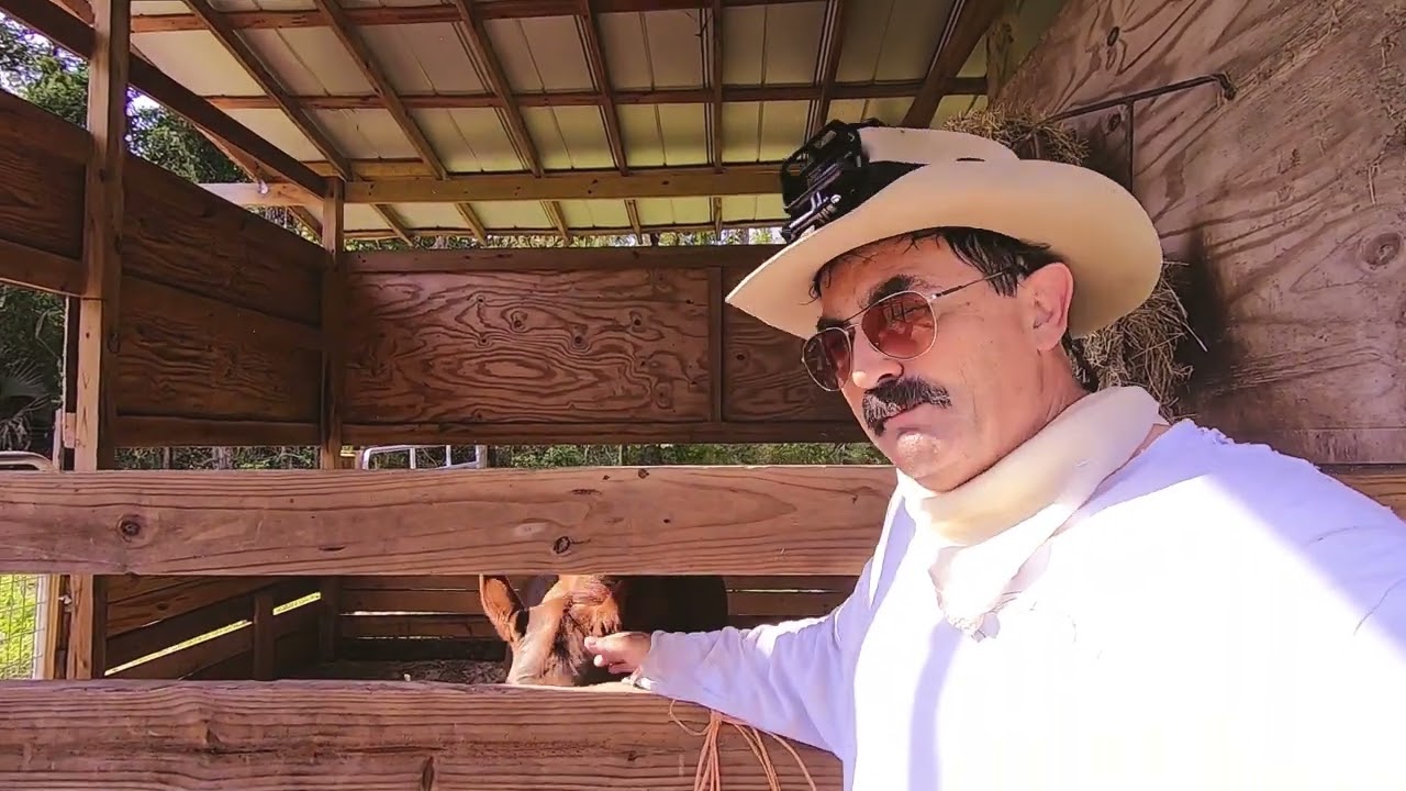 KitKat the Wonder Horse and Operator Error Riding Fail