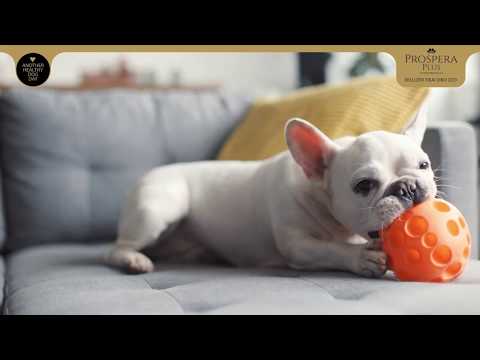 Video: Kā atbrīvoties no suns Dzīva smarža