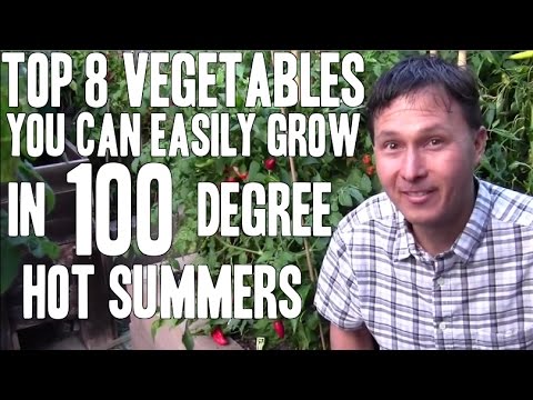 Top 8 Vegetables You Can Easily Grow in 100+ Degree Hot Summers