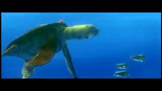 Finding Nemo (2003) - Coming Soon to DVD/Video Trailer