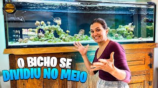 VOCÊ PRECISA VER AS NOVIDADES DO AQUÁRIO MARINHO, SURREAL O QUE ACONTECEU !