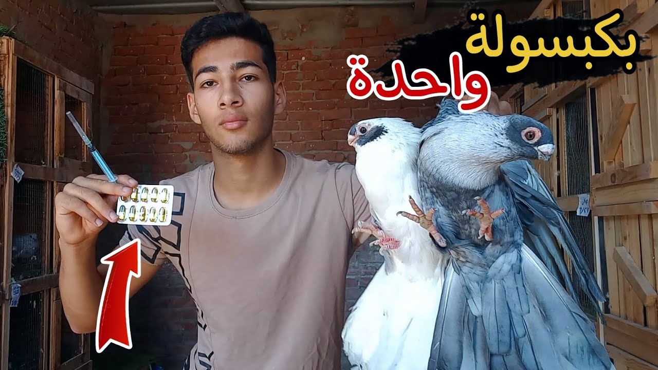 علاج النتايه العطال والنتايه الى بتبيض بيضه واحدة 👌 متابعه الحمام