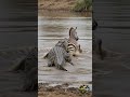 A Thirsty Zebra's Fatal Mistake Crocodile Ambush #Wildlife #Crocodile #Zebra #WildlifeDocumentary