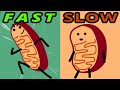 Understanding Metabolism