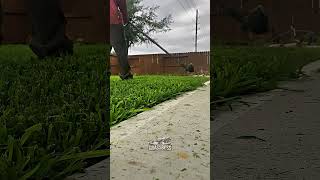 Sharp Garden Lawn Borders and Smooth Edge Trimming Transformation 🌿 | #lawncare #trimming