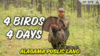 JACOB TAGGED OUT! 4 Birds in 7 Days Using COVERT CALLING - EP 579