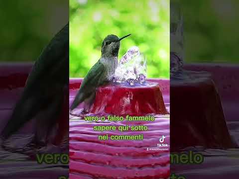 Video: I colibrì maschi sono territoriali?