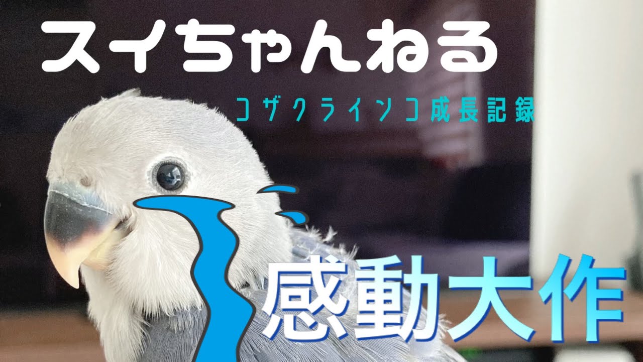 総集編】雛をお迎えしてから3ヶ月の軌跡?ラブバード|コザクラインコ 