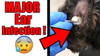 Infected Dog Ear Cleaning | Yorkie Grooming Tutorial