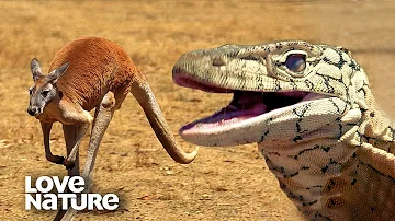 Monster Lizard: Perentie Chases After Kangaroo in Epic Hunt | Love Nature