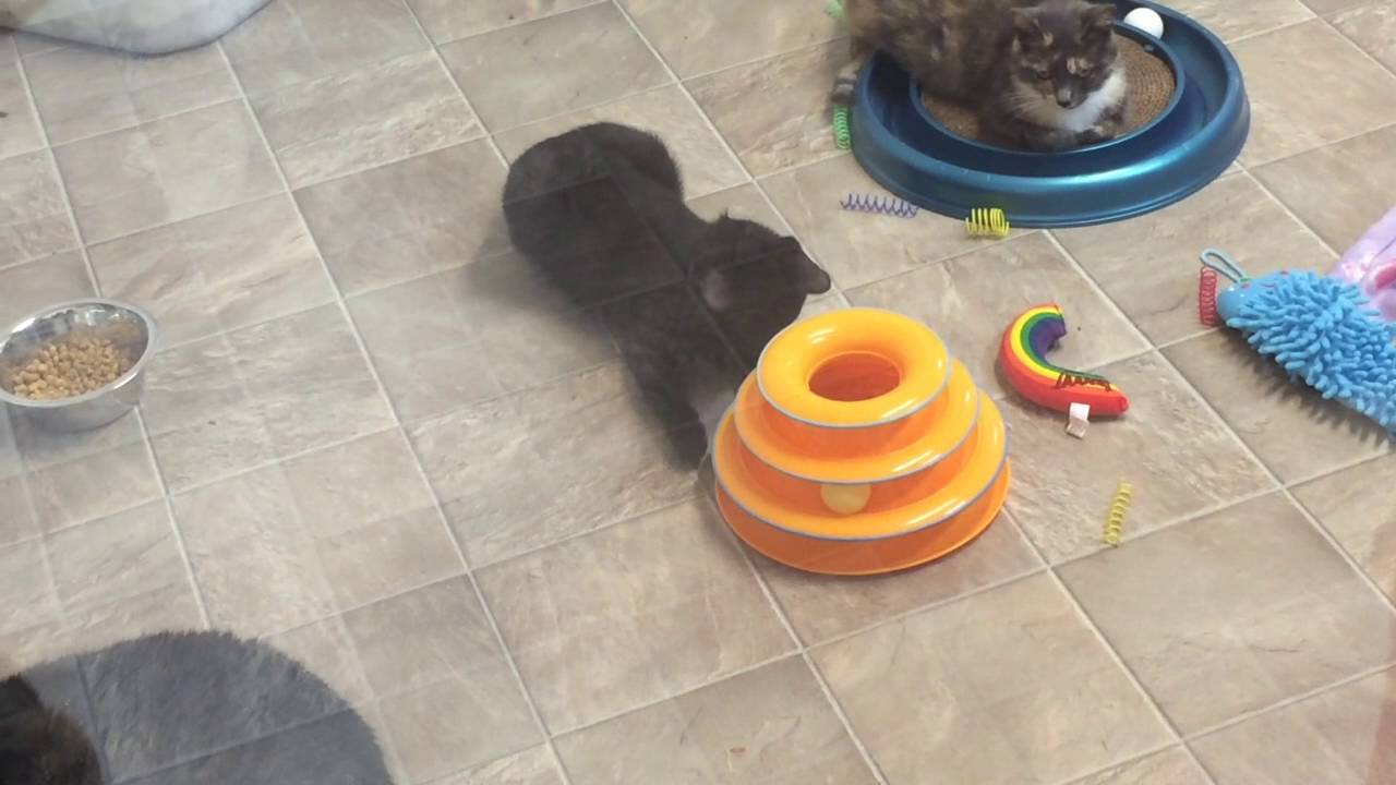 special needs animals for adoption near me Meet Mr. Stubbs