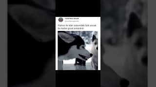 Patron Ile Lider In Arasındaki Fark