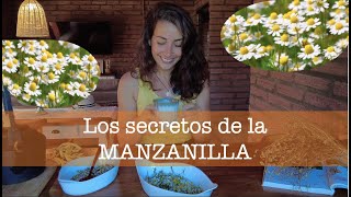 Todo sobre la MANZANILLA, de la siembra a cosecha by Mi Jardin en el Desierto 129,781 views 5 months ago 28 minutes