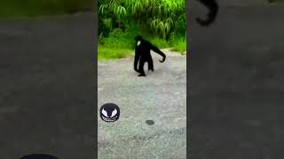 Alieníena Capturado Por Câmera... Mas Não Era O Que Parecia.