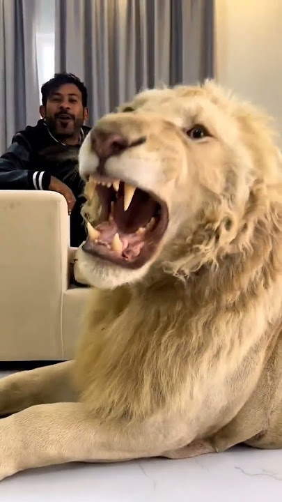 Raja🤴Dubai🇦🇪 | syeikh humaid abdulla dengan Singa🦁 putih
