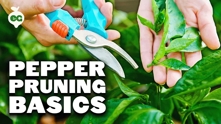 Pruning Pepper Plants 101: Is It Even Necessary?
