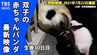 【最新映像】上野動物園双子の赤ちゃんパンダ　生後１か月すくすく成長中　（７月２２日撮影）