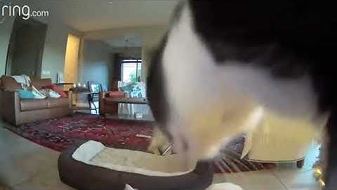 What does a dog do while its owners are away? #video #youtubevideo