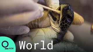 Endangered Sea Turtles Rescued, Cleaned After Disastrous Oil Spill in Israel