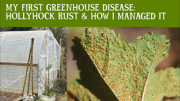 My first Greenhouse disease. Hollyhock rust and how I treated it. #cottagegarden #greenhouselife - DayDayNews