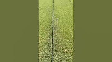 Đã mắt khi thấy máy bay phun thuốc ngoài ruộng  #maybaysalua #maybayphunthuoc #maybayxitthuoc #dji