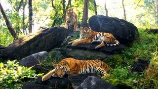 Growing Up in the Tiger Family | David Attenborough | Tiger | Spy in the Jungle | BBC