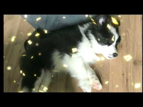 【边牧幼崽能有多可爱】假如可以穿越回到小奶狗时期—border collie Mia