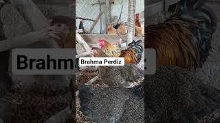 Ovos Galados Nutrição E Saúde Para Futuras Aves No .Afovosgalados.br