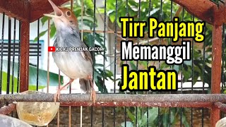 PRENJAK BETINA | MASTERAN PRENJAK BETINA Ngetir Panjang Suara jernih, cocok juga buat PANCINGAN |