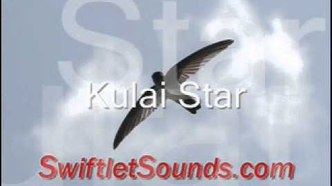 Swiftlet Sounds -  Kulai Star External Sound
