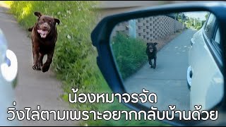 น้องหมาจรจัดวิ่งตามรถยนต์ "เพราะอยากจะมาอยู่ด้วย" - Dog Movie