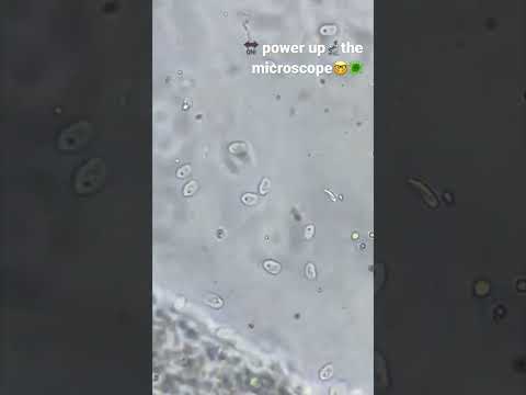 Ichthyobodo Necátor parasite #microscopy #shorts