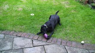 Why do dogs chew?