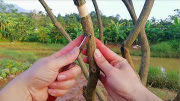 Chia sẻ bí quyết ghép mắt bưởi, và các loại cây có múi khác tỷ lệ thành công rất cao cho các anh em