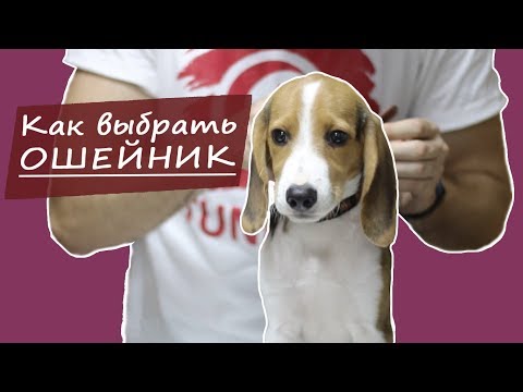 Как подобрать ошейник для собаки?